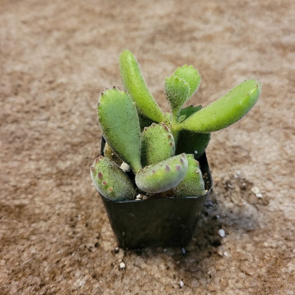 3 inch green and brown succulent